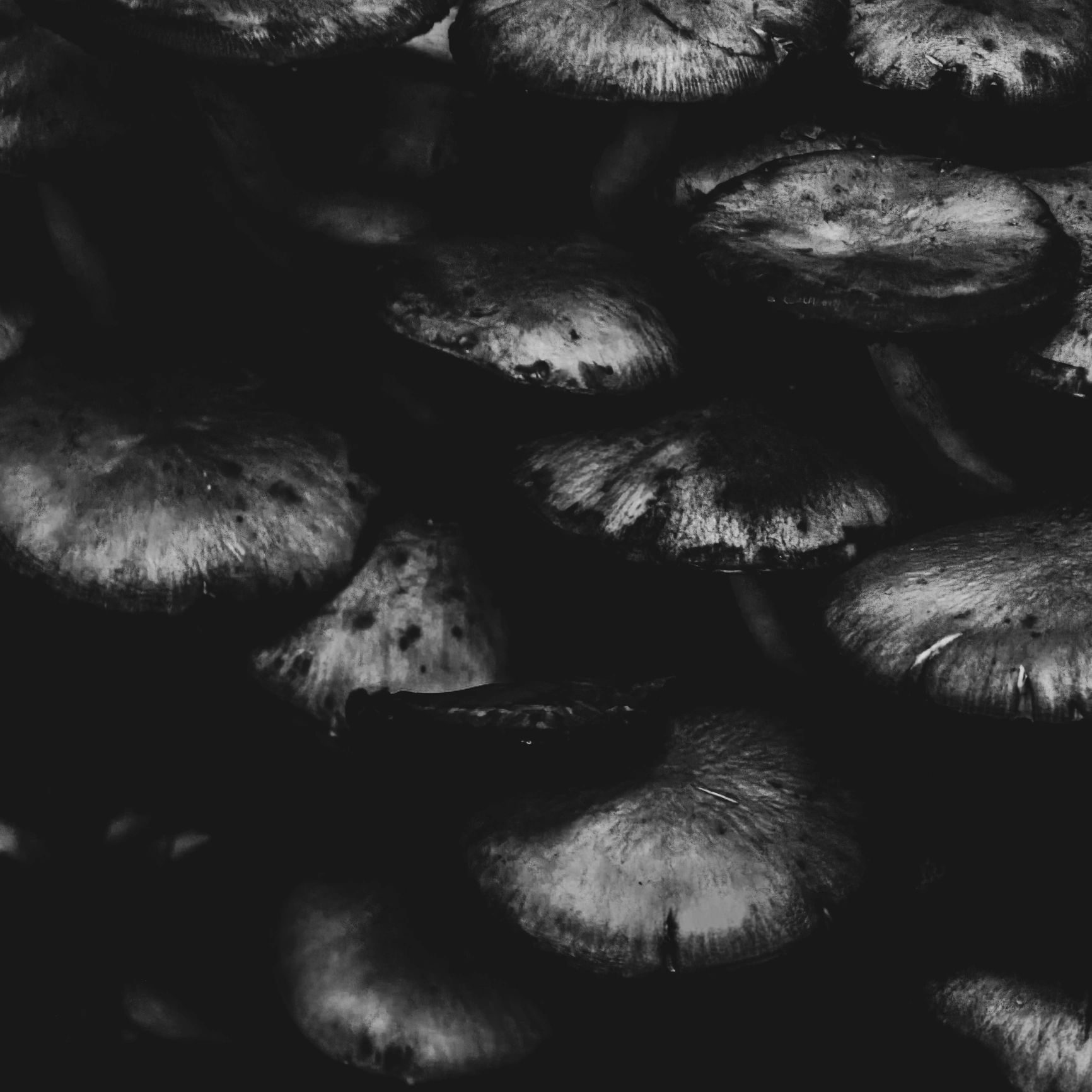 Texture naturelle abstraite en noir et blanc