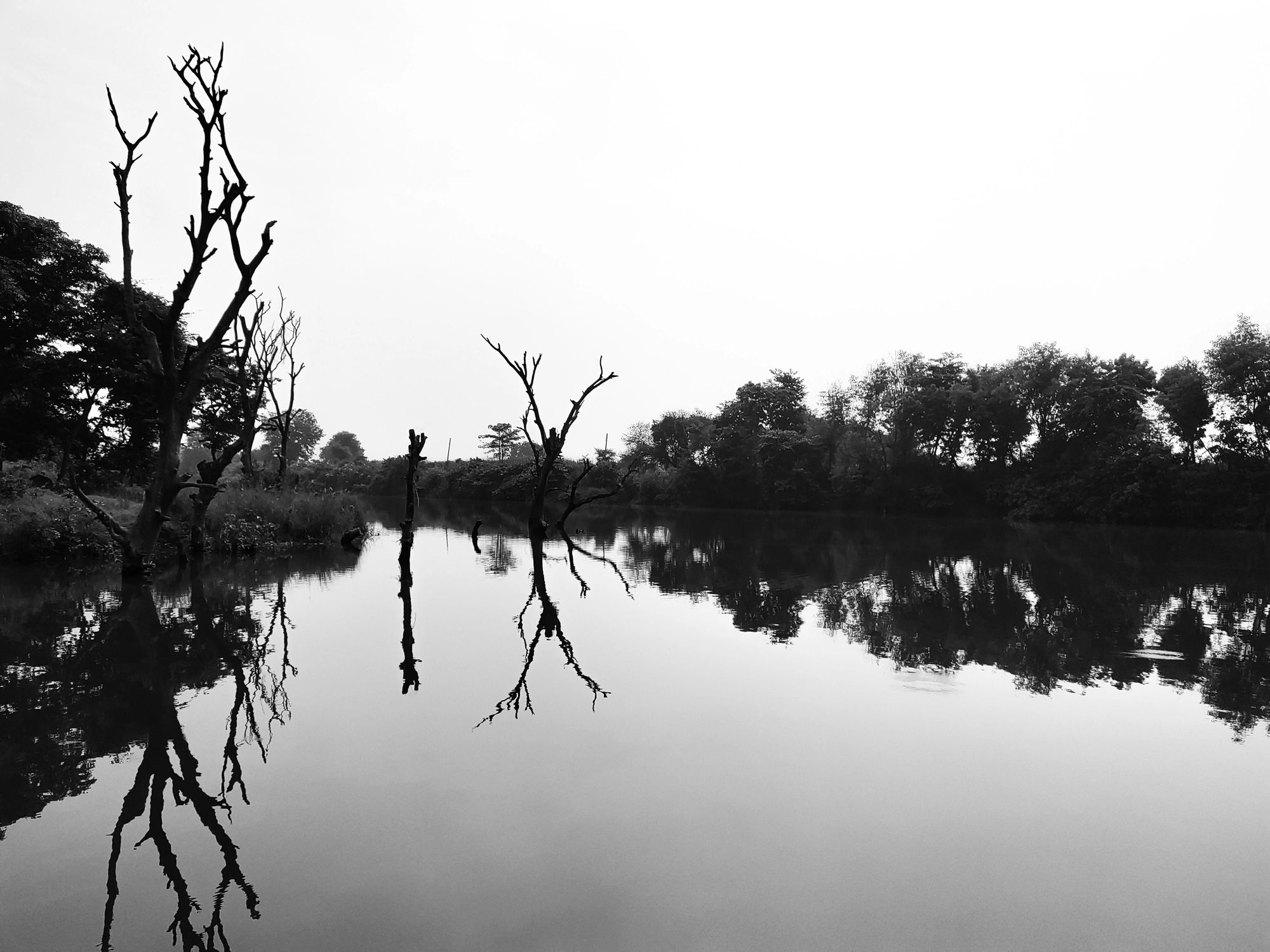 Reflets d’arbres dans une rivière en noir et blanc